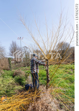Willow pruning in garden 137832572
