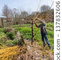 Willow pruning in garden 137832606