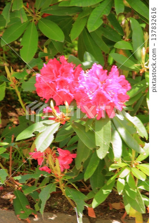 神戶：布引瀑布與布引香草園 137832616