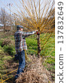 Willow pruning in garden 137832649