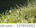 Dew on green grass 137832652