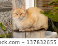 Orange cat on trunk 137832655