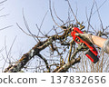Pruning trees in garden 137832656