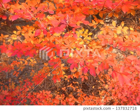 Daeda Dunziae 137832718