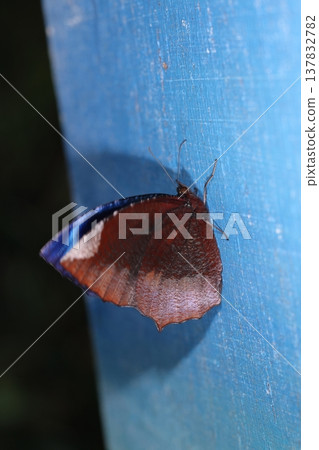 Living creatures, insects: The Blue-spotted Ringlet butterfly, a southern species that is becoming increasingly common in the Yaeyama Islands. Its larvae feed on palm trees. Living creatures, insects: The Blue-spotted Ringlet butterfly, a southern species that is becoming increasingly common in the Yaeyama Islands. Its larvae feed on palm trees. 137832782