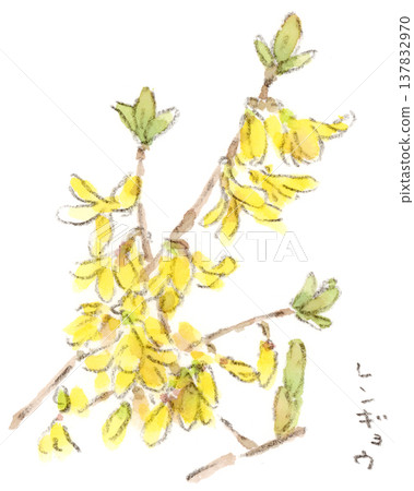 水彩插畫，描繪了連翹花，一種春季植物。 137832970