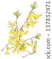 Watercolor illustration of forsythia flowers, a spring plant. 137832971