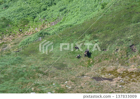 在白雲山（北海道大雪山）上發現了一隻母熊和她的幼崽。 137833009