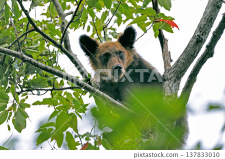 A young brown bear climbing a tree (Shiretoko, Hokkaido) A young brown bear climbing a tree (Shiretoko, Hokkaido) 137833010