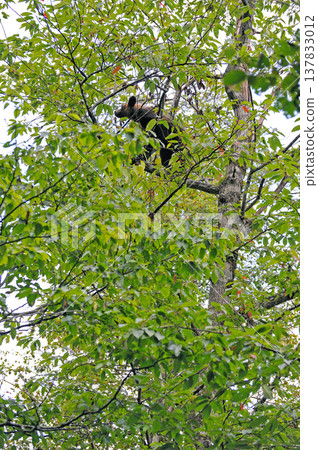 A young brown bear climbs a tree to search for fruit (Shiretoko, Hokkaido) A young brown bear climbs a tree to search for fruit (Shiretoko, Hokkaido) 137833012