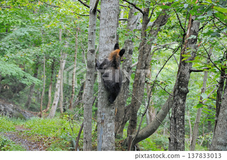 一隻幼年棕熊正在爬樹（北海道知床縣） 137833013