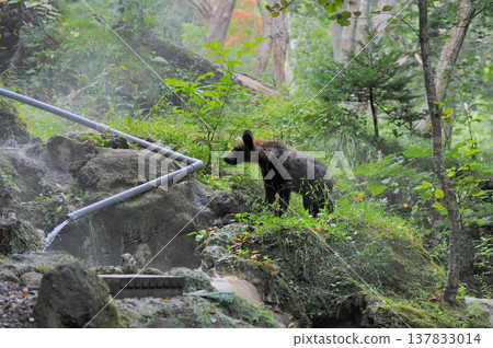 A young brown bear was spotted in an open-air bath (Shiretoko, Hokkaido). A young brown bear was spotted in an open-air bath (Shiretoko, Hokkaido). 137833014