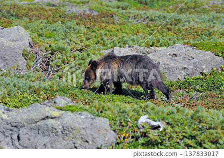 Brown bear eating lingonberry (Shiretoko, Hokkaido) Brown bear eating lingonberry (Shiretoko, Hokkaido) 137833017