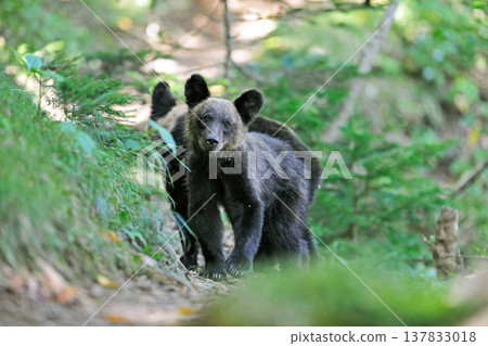 Two brown bear brothers appear on a mountain trail (Shiretoko, Hokkaido) Two brown bear brothers appear on a mountain trail (Shiretoko, Hokkaido) 137833018