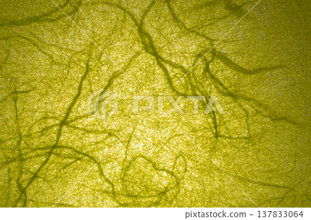 Yellow-green Unryu dyed washi paper texture Yellow-green Unryu dyed washi paper texture 137833064