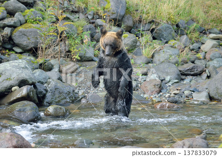 Brown bear standing up (Shiretoko, Hokkaido) Brown bear standing up (Shiretoko, Hokkaido) 137833079