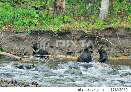 Brown bear brothers fighting in the river (Shiretoko, Hokkaido) 137833081