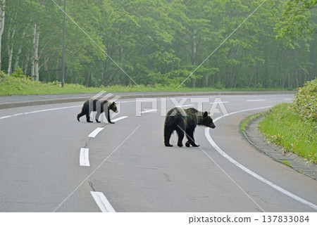 Brown bear crossing the road (Shiretoko, Hokkaido) Brown bear crossing the road (Shiretoko, Hokkaido) 137833084