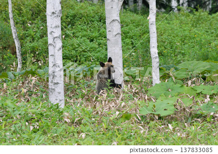Birch tree and a young brown bear (Kamishihoro Town, Hokkaido) Birch tree and a young brown bear (Kamishihoro Town, Hokkaido) 137833085