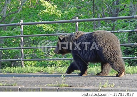 A brown bear walking on a sidewalk (Shiretoko, Hokkaido) A brown bear walking on a sidewalk (Shiretoko, Hokkaido) 137833087