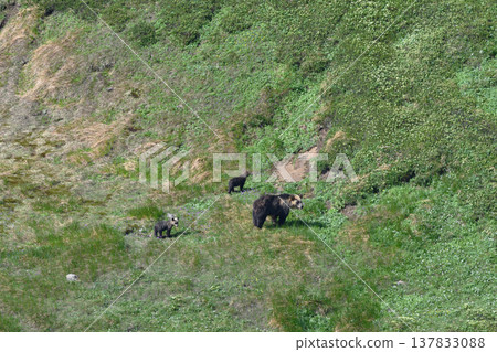 A mother bear and her cub were spotted on Mt. Shirakumo (Daisetsuzan, Hokkaido). A mother bear and her cub were spotted on Mt. Shirakumo (Daisetsuzan, Hokkaido). 137833088