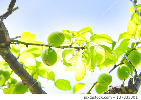 Fresh green plums in the season Fresh green plums in the season 137833301