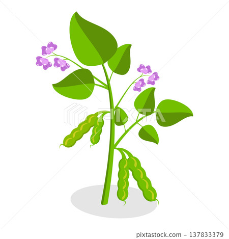 3D Isometric Flat Vector Set of Protein Food, Fresh Soybeans Straight From Nature. Item 6 137833379