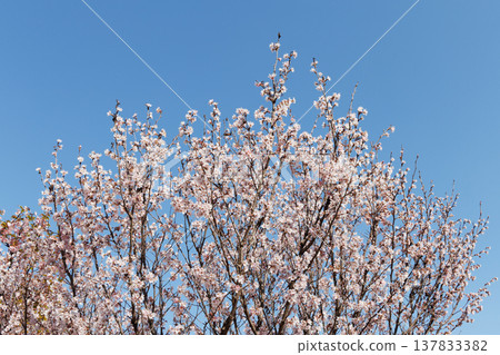 Cherry blossoms in the blue sky Cherry blossoms in the blue sky 137833382