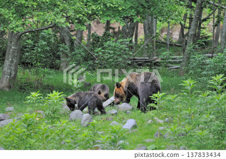 Parents and children of brown bears looking for ants by moving rocks (Shiretoko, Hokkaido) Parents and children of brown bears looking for ants by moving rocks (Shiretoko, Hokkaido) 137833434