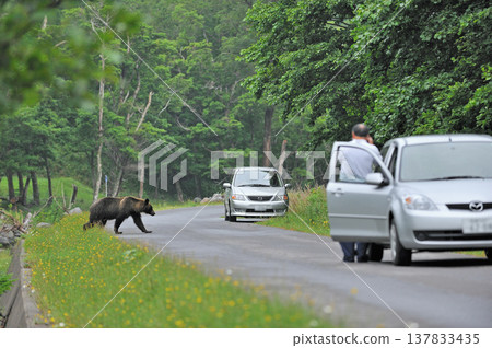 A brown bear crossing a road with tourists (Shiretoko, Hokkaido) A brown bear crossing a road with tourists (Shiretoko, Hokkaido) 137833435