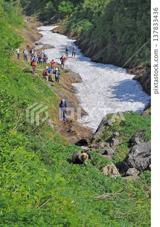 一次登山之旅,邂逅了一隻棕熊母子(北海道知床) 一次登山之旅,邂逅了一隻棕熊母子(北海道知床) 137833436