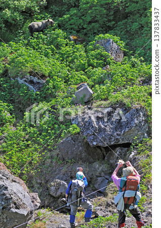 Hikers photographing brown bears (Shiretoko, Hokkaido) Hikers photographing brown bears (Shiretoko, Hokkaido) 137833437