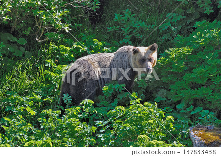 Adult brown bear (Shiretoko, Hokkaido) Adult brown bear (Shiretoko, Hokkaido) 137833438