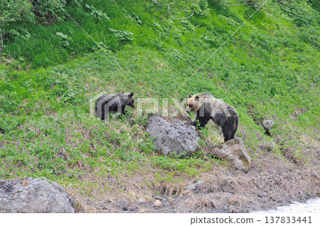 Parents and children of brown bears eating alpine plants (Shiretoko, Hokkaido) Parents and children of brown bears eating alpine plants (Shiretoko, Hokkaido) 137833441