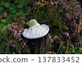 White mushroom 137833452