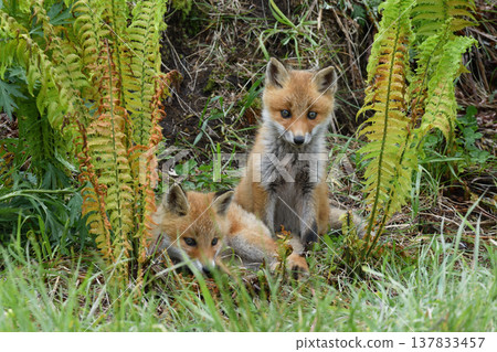 Two red fox brothers (Tsurui Village, Hokkaido) Two red fox brothers (Tsurui Village, Hokkaido) 137833457