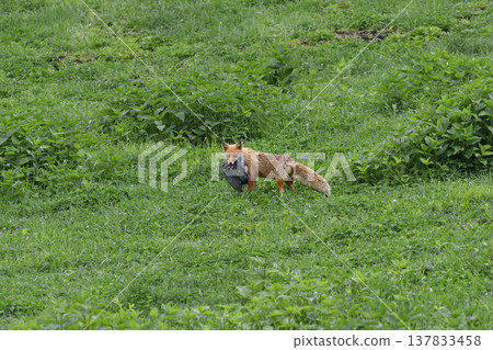 A red fox catches a turtle dove (Tsurui Village, Hokkaido) A red fox catches a turtle dove (Tsurui Village, Hokkaido) 137833458