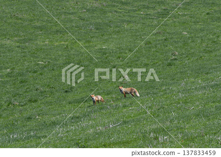A pair of red foxes (Tsurui Village, Hokkaido) A pair of red foxes (Tsurui Village, Hokkaido) 137833459