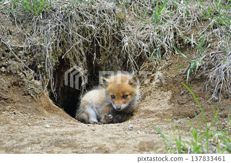 A young red fox emerges from its den (Tsurui Village, Hokkaido) A young red fox emerges from its den (Tsurui Village, Hokkaido) 137833461