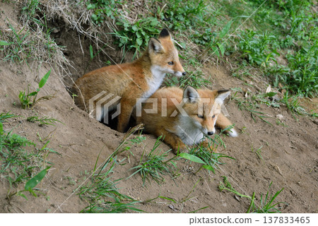 Two red fox brothers emerge from their den (Shiretoko, Hokkaido) Two red fox brothers emerge from their den (Shiretoko, Hokkaido) 137833465