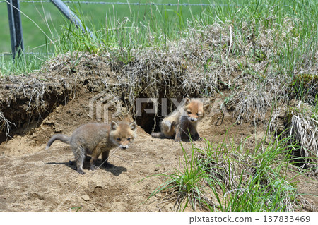 Two red fox brothers emerge from their den (Tsurui Village, Hokkaido) Two red fox brothers emerge from their den (Tsurui Village, Hokkaido) 137833469
