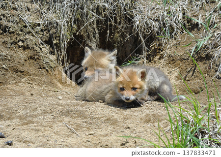Two red fox brothers resting in front of their den (Tsurui Village, Hokkaido) Two red fox brothers resting in front of their den (Tsurui Village, Hokkaido) 137833471