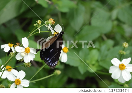 生物,昆蟲:*日本紫蛺蝶*,上翅呈深藍色。廣泛分佈於熱帶亞洲,據說在日本是一種迷蝶。 生物,昆蟲:*日本紫蛺蝶*,上翅呈深藍色。廣泛分佈於熱帶亞洲,據說在日本是一種迷蝶。 137833474