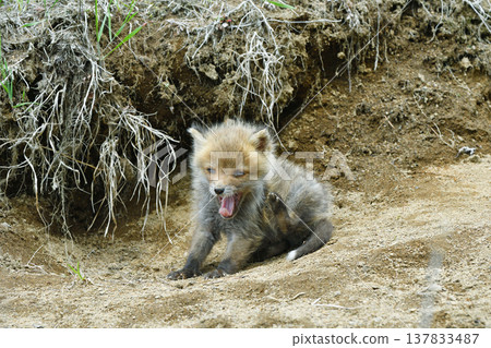 A young red fox scratches its body with its hind leg (Tsurui Village, Hokkaido) A young red fox scratches its body with its hind leg (Tsurui Village, Hokkaido) 137833487