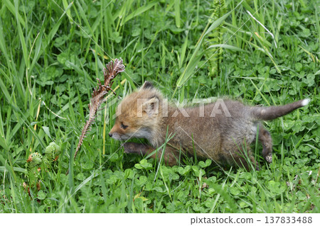 A young red fox with a white tip on its tail (Tsurui Village, Hokkaido) A young red fox with a white tip on its tail (Tsurui Village, Hokkaido) 137833488