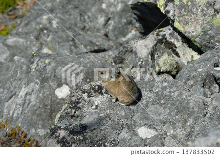 Ezonaki rabbit that appeared in the galley (Shikaoi Town, Hokkaido) Ezonaki rabbit that appeared in the galley (Shikaoi Town, Hokkaido) 137833502