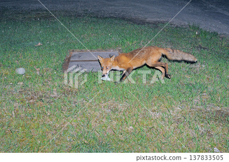 A red fox catches a moth (Shiretoko, Hokkaido) 137833505