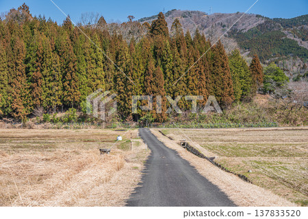 滋賀縣長濱市琵琶湖西阿西町的田園風光 137833520