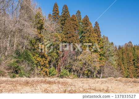 Forests in Nishi-Asai-cho, Oku-Biwako, Nagahama City, Shiga Prefecture Forests in Nishi-Asai-cho, Oku-Biwako, Nagahama City, Shiga Prefecture 137833527