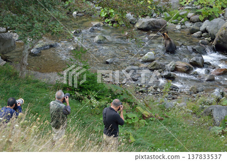 A photographer approaches a brown bear (Shiretoko, Hokkaido) A photographer approaches a brown bear (Shiretoko, Hokkaido) 137833537